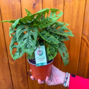 Monstera adansonova (Monstera adansonii) ´MONKEY MASK´ - výška 20-25 cm, kont. C1L